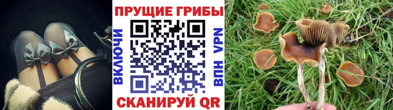 сколько стоит  Курчатов  мега ссылка  Галлюциногенные грибы Magic Shrooms 